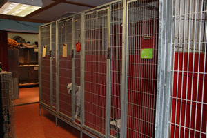 Dog, cat, and pet boarding, we have large cages to accomidate your pet boarding requirements.