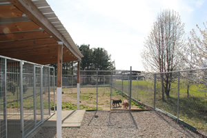 Dog, cat, and cat boarding, we have over 6100 square feet of outside play area for your pet.